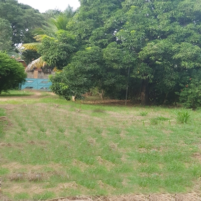 CHÁCARA – CAPIM